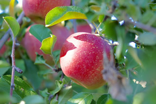 信州小布施りんご